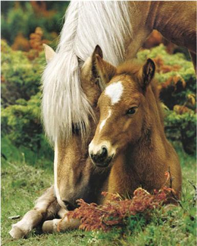 Poster - Mare and foal II